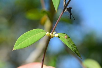 Metastelma trichophyllum, photographed by Neptalí Ramírez Marcial