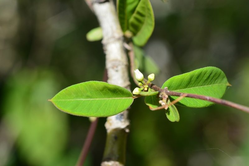 Metastelma trichophyllum, photographed by Neptalí Ramírez Marcial