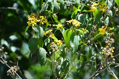 Perymenium grande, photographed by Neptalí Ramírez Marcial
