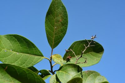 Bourreria huanita, photographed by Neptalí Ramírez Marcial