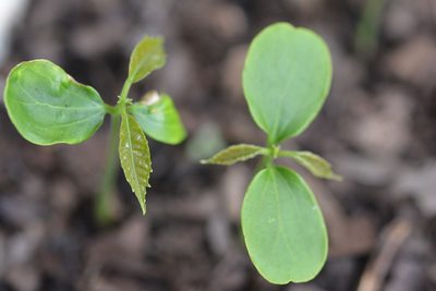 Cleidion castaneifolium, photographed by Neptalí Ramírez Marcial