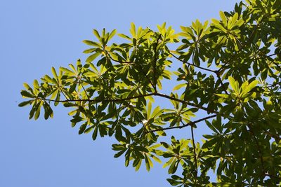Euphorbia lundelliana, photographed by Neptalí Ramírez Marcial