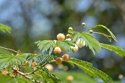 Leucaena diversifolia, photographed by Neptalí Ramírez Marcial