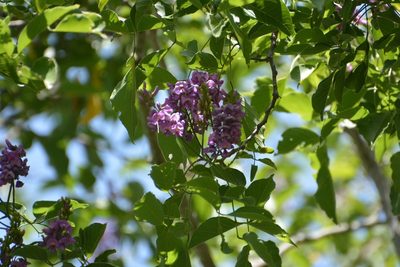Lonchocarpus sumiderensis, photographed by Neptalí Ramírez Marcial