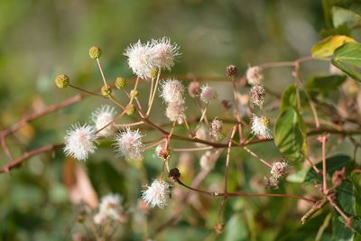 Mimosa psilocarpa, photographed by Neptalí Ramírez Marcial