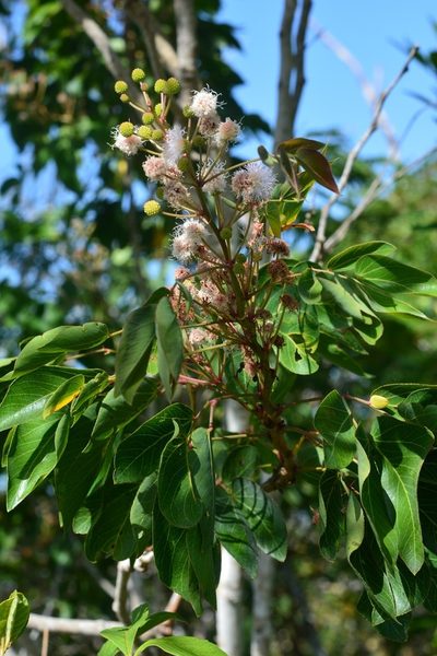 Mimosa psilocarpa, photographed by Neptalí Ramírez Marcial