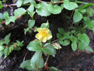 Erythranthe glabrata, photographed by Oscar Alejandro Morales Juárez