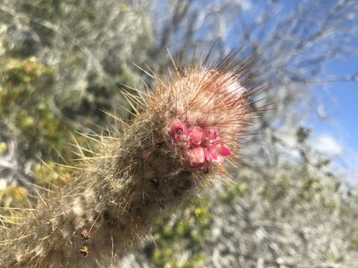 Micranthocereus flaviflorus, photographed by vitordematos12
