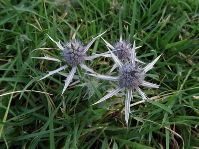 Eryngium hookeri, photographed by Annika Lindqvist