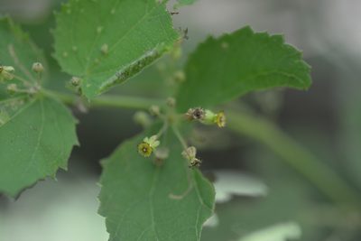 Ayenia micrantha, photographed by Neptalí Ramírez Marcial