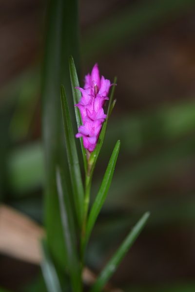Isochilus carnosiflorus, photographed by Neptalí Ramírez Marcial