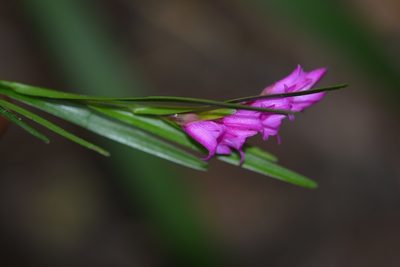 Isochilus carnosiflorus, photographed by Neptalí Ramírez Marcial