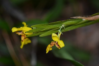 Lockhartia oerstedii, photographed by Neptalí Ramírez Marcial