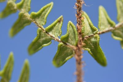 Cheiloplecton rigidum, photographed by Neptalí Ramírez Marcial