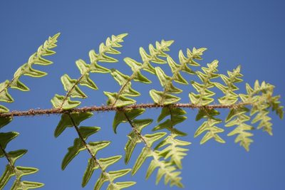 Cheiloplecton rigidum, photographed by Neptalí Ramírez Marcial