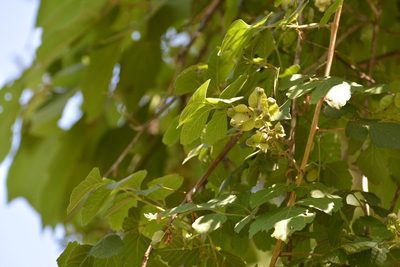 Serjania cardiospermoides, photographed by Neptalí Ramírez Marcial
