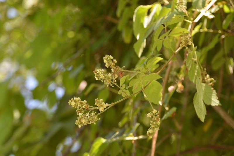 Serjania cardiospermoides, photographed by Neptalí Ramírez Marcial