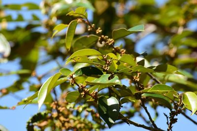Chrysophyllum mexicanum, photographed by Neptalí Ramírez Marcial