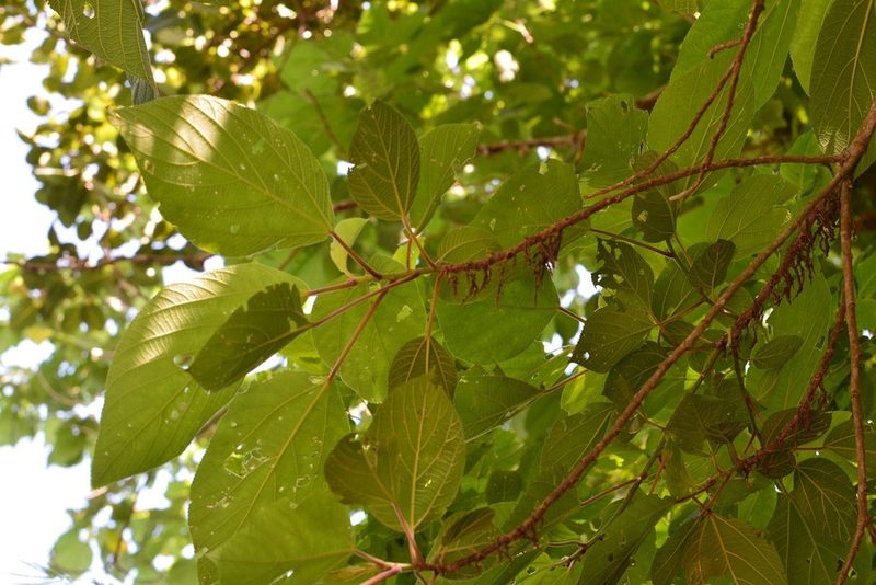 Myriocarpa bifurca, photographed by Neptalí Ramírez Marcial