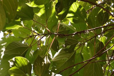 Myriocarpa bifurca, photographed by Neptalí Ramírez Marcial