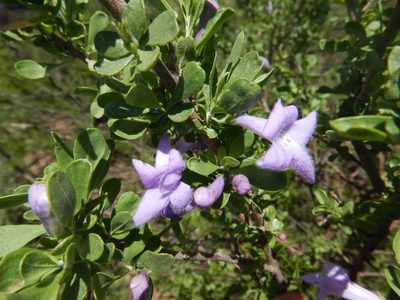 Leucophyllum virescens, photographed by Jonathan Rodriguez