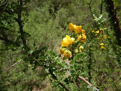 Senna wislizeni, photographed by Jonathan Rodriguez