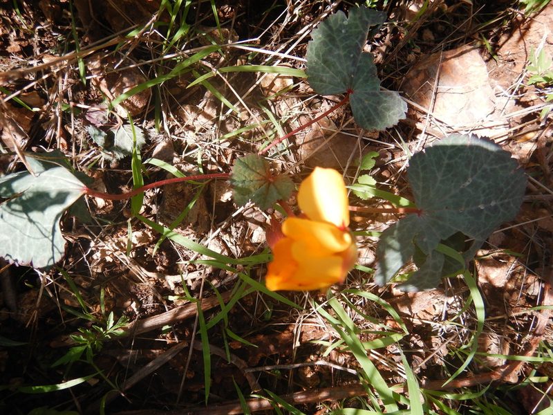 Cochlospermum malvifolium, photographed by Jonathan Rodriguez