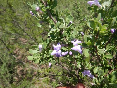 Leucophyllum virescens, photographed by Jonathan Rodriguez