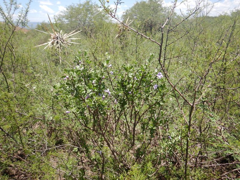 Leucophyllum virescens, photographed by Jonathan Rodriguez