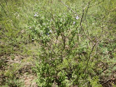 Leucophyllum virescens, photographed by Jonathan Rodriguez
