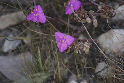 Callisia navicularis, photographed by Juan Cruzado Cortés