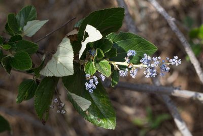 Ceanothus arboreus, photographed by Ken-ichi Ueda