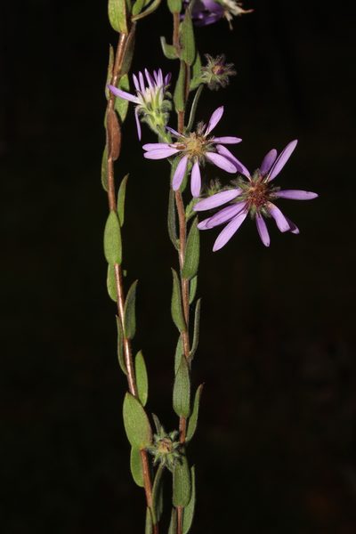 Symphyotrichum plumosum, photographed by Scott Ward