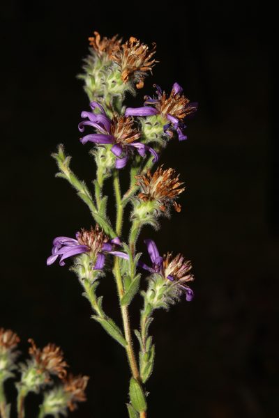 Symphyotrichum plumosum, photographed by Scott Ward