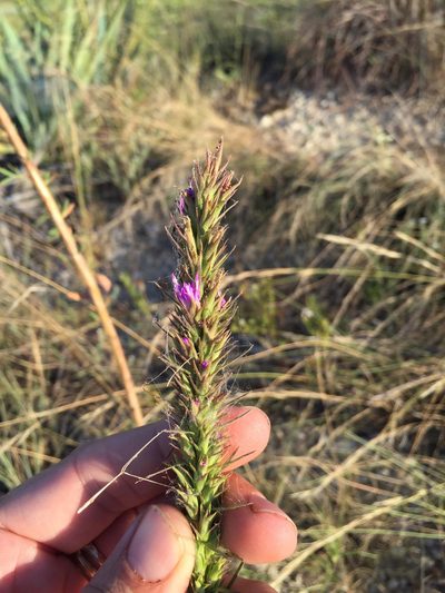 Liatris aestivalis, photographed by Sam Kieschnick