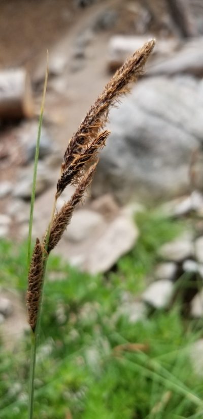 Carex senta, photographed by Rod