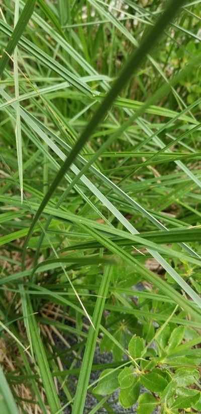 Carex senta, photographed by Rod