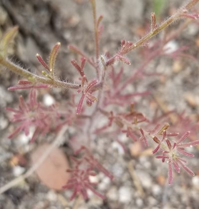 Cordylanthus nevinii, photographed by Rod
