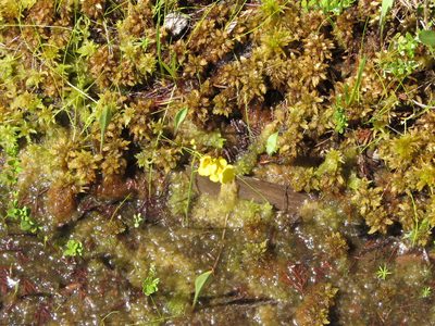 Utricularia striata, photographed by Chris Hoess