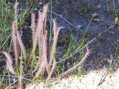 Drosera filiformis, photographed by Chris Hoess