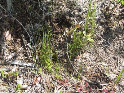 Schizaea pusilla, photographed by Chris Hoess