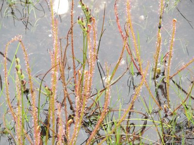 Drosera filiformis, photographed by Chris Hoess