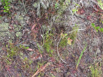Schizaea pusilla, photographed by Chris Hoess