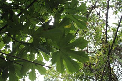 Cnidoscolus tepiquensis, photographed by Viacheslav Shalisko