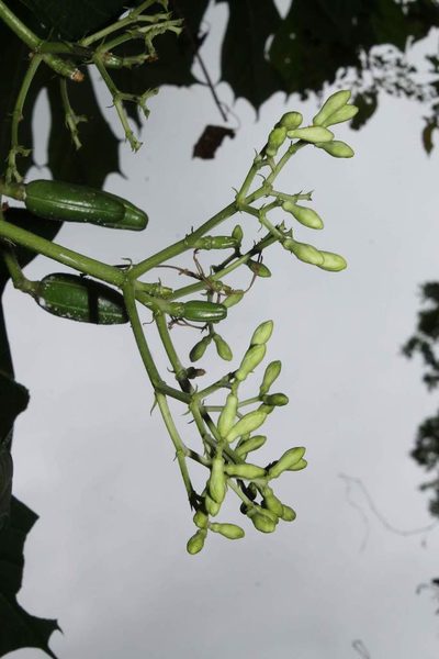 Cnidoscolus tepiquensis, photographed by Viacheslav Shalisko