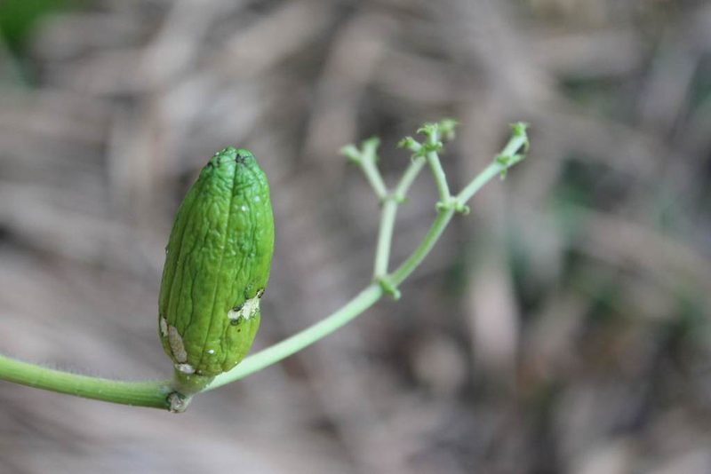 Cnidoscolus tepiquensis, photographed by Viacheslav Shalisko
