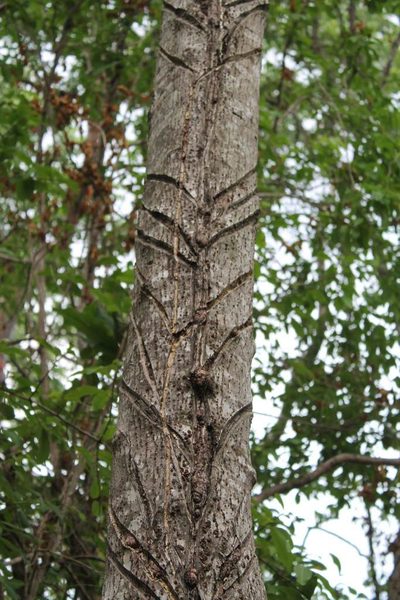 Cnidoscolus tepiquensis, photographed by Viacheslav Shalisko