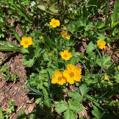 Potentilla flabellifolia, photographed by Jacob Kaplan-Moss