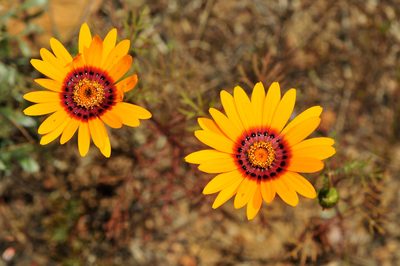 Ursinia calenduliflora, photographed by Cheng-Tao Lin