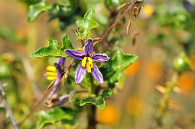 Solanum humile, photographed by Cheng-Tao Lin